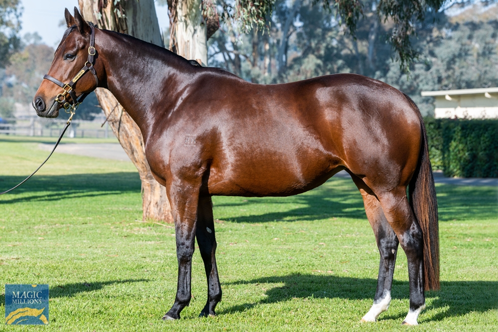 2023 Gold Coast National Broodmare Sale Lot 975 Bernardini (USA